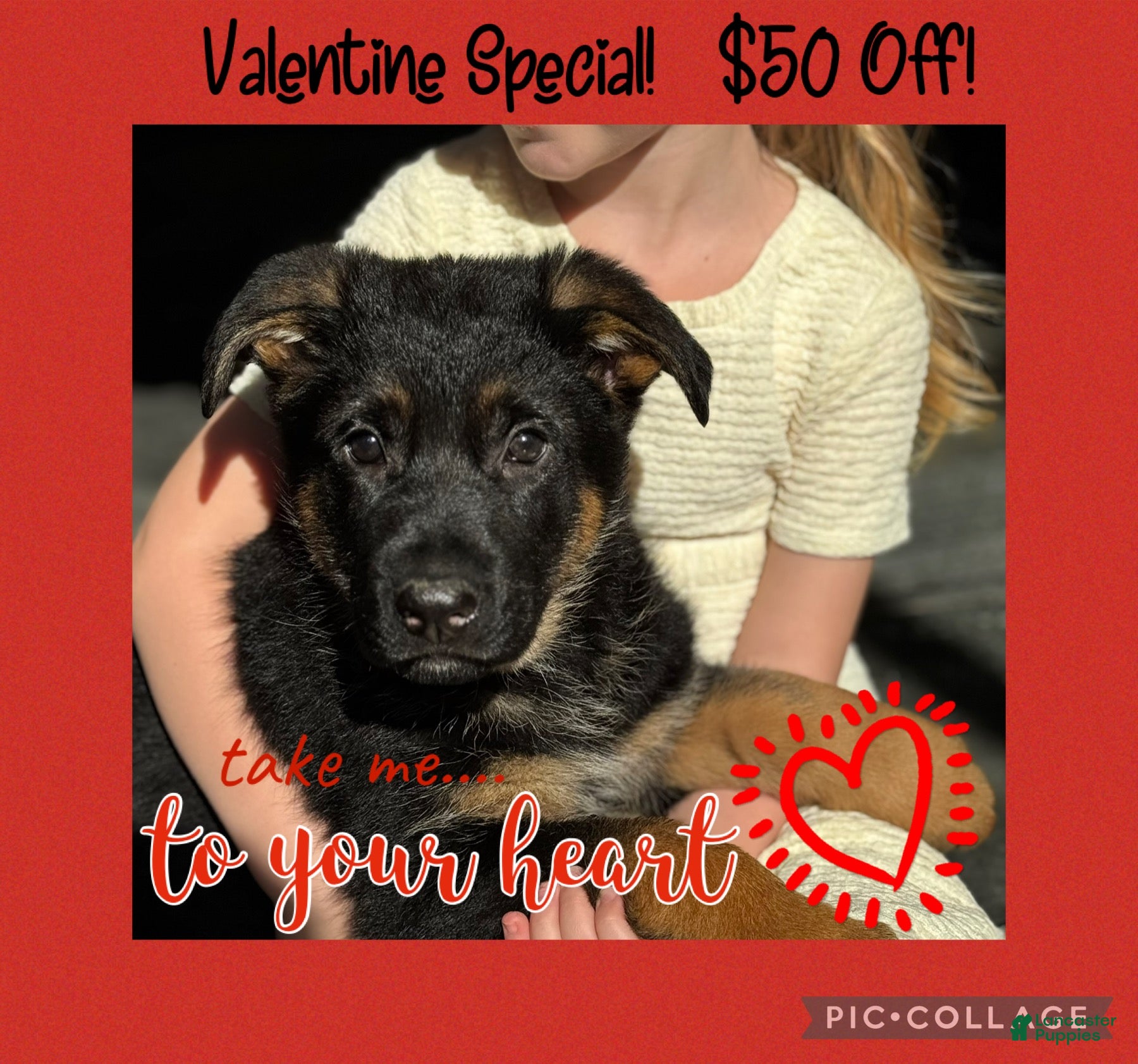 German Shepherd dogs Diego - Ad 21