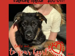 German Shepherd dogs Diego - Ad 21