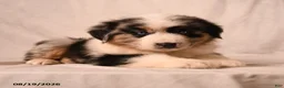 Miniature Australian Shepherd dogs for sale: Payton - Ad 4