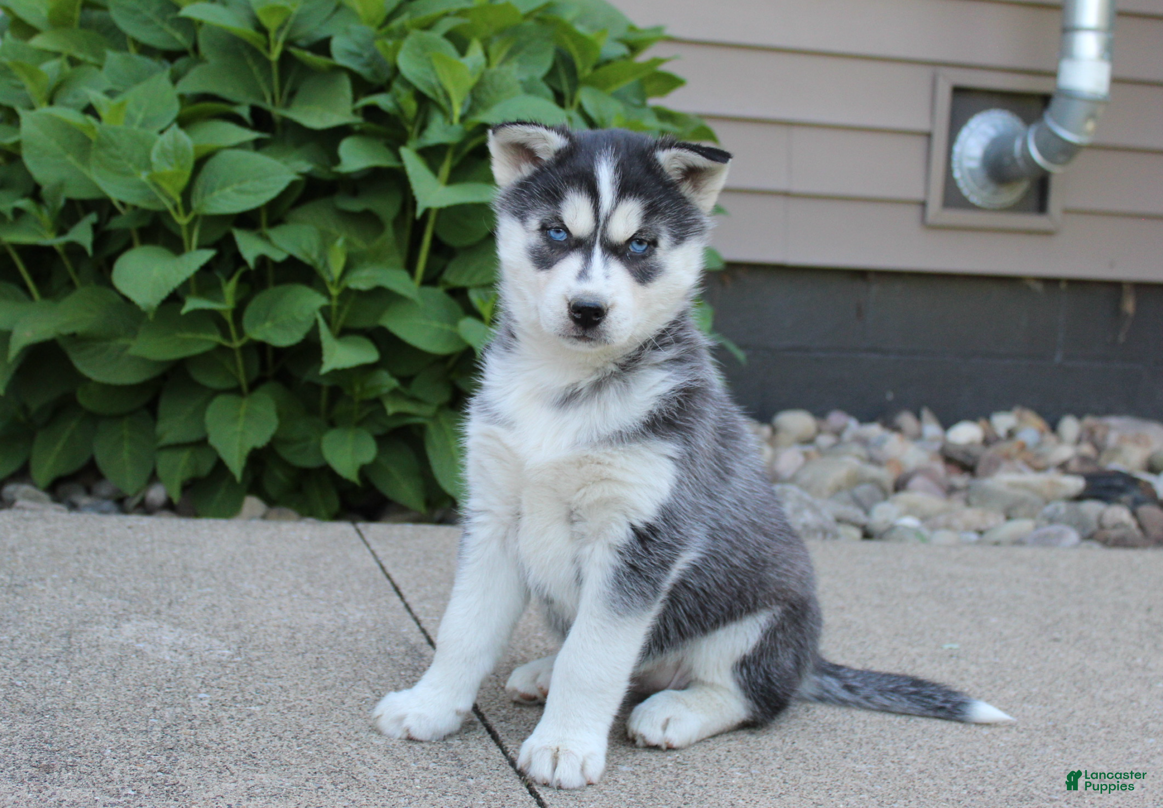 Siberian Husky dogs Mia - Ad 1