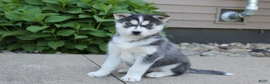 Mia