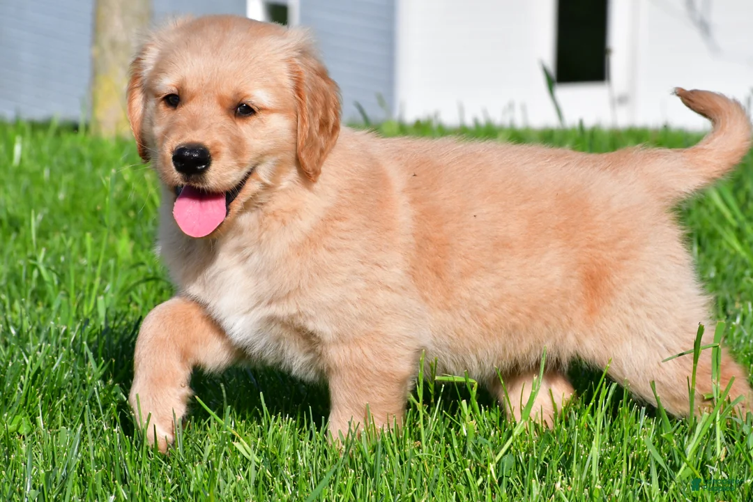 Golden Retriever dogs for sale: Theo - Ad 2