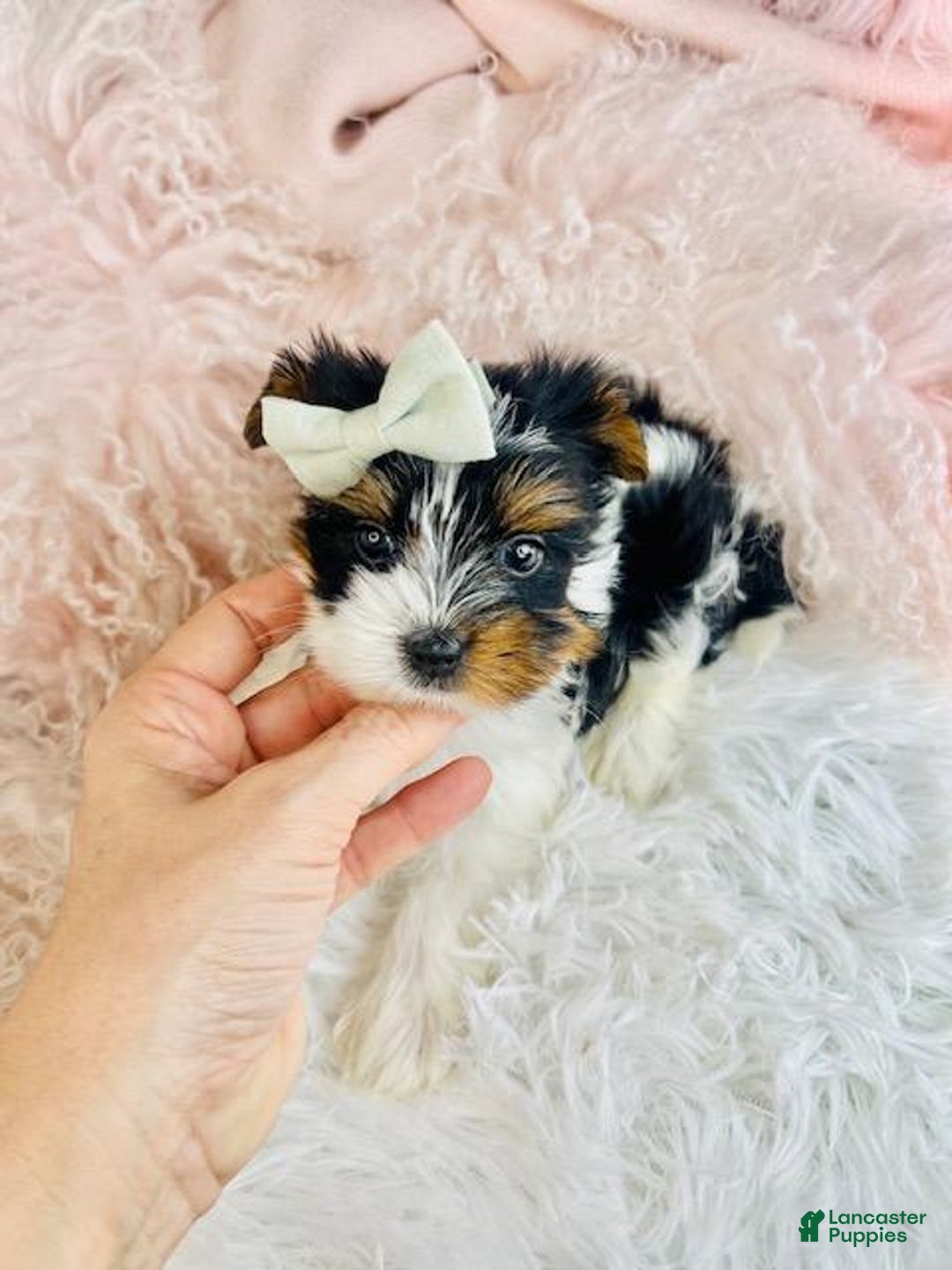 Yorkshire Terrier dogs for sale: Yorkshire Terrier Puppy 3 - Ad 2