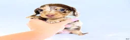 Miniature Dachshund dogs for sale: Jasper  - Ad 4