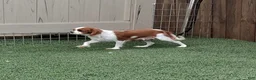 Cavapoo dogs for sale: Willow - Ad 6