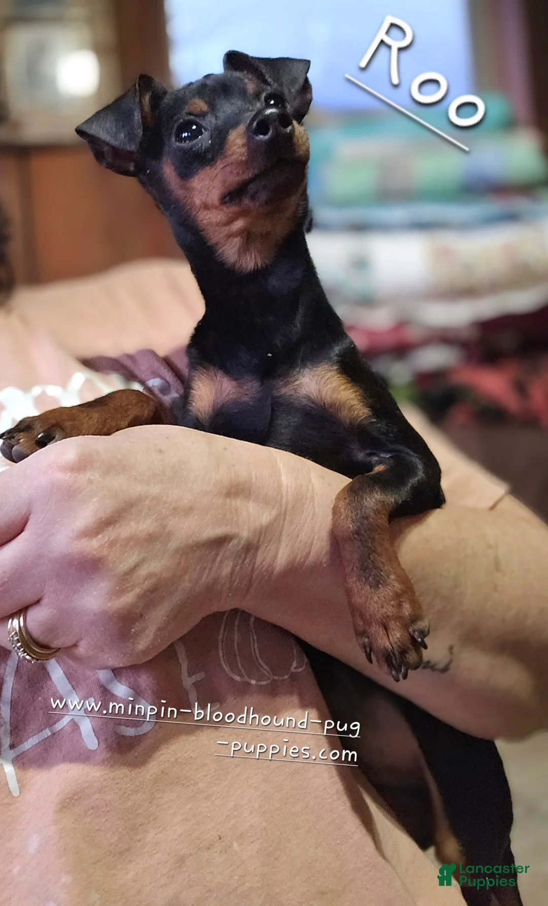 Miniature Pinscher dogs for sale: Reese  - Ad 6