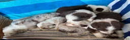Australian Shepherd dogs for sale: Clove (AKC) - Ad 13