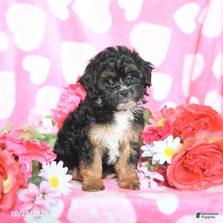 Shihpoo dogs for sale: Cupcake - Ad 2