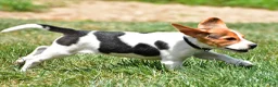 Beagle dogs for sale: Polly - Ad 6