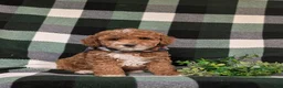 Miniature Poodle dogs for sale: Whelan 11 lbs Full Grown - Ad 3