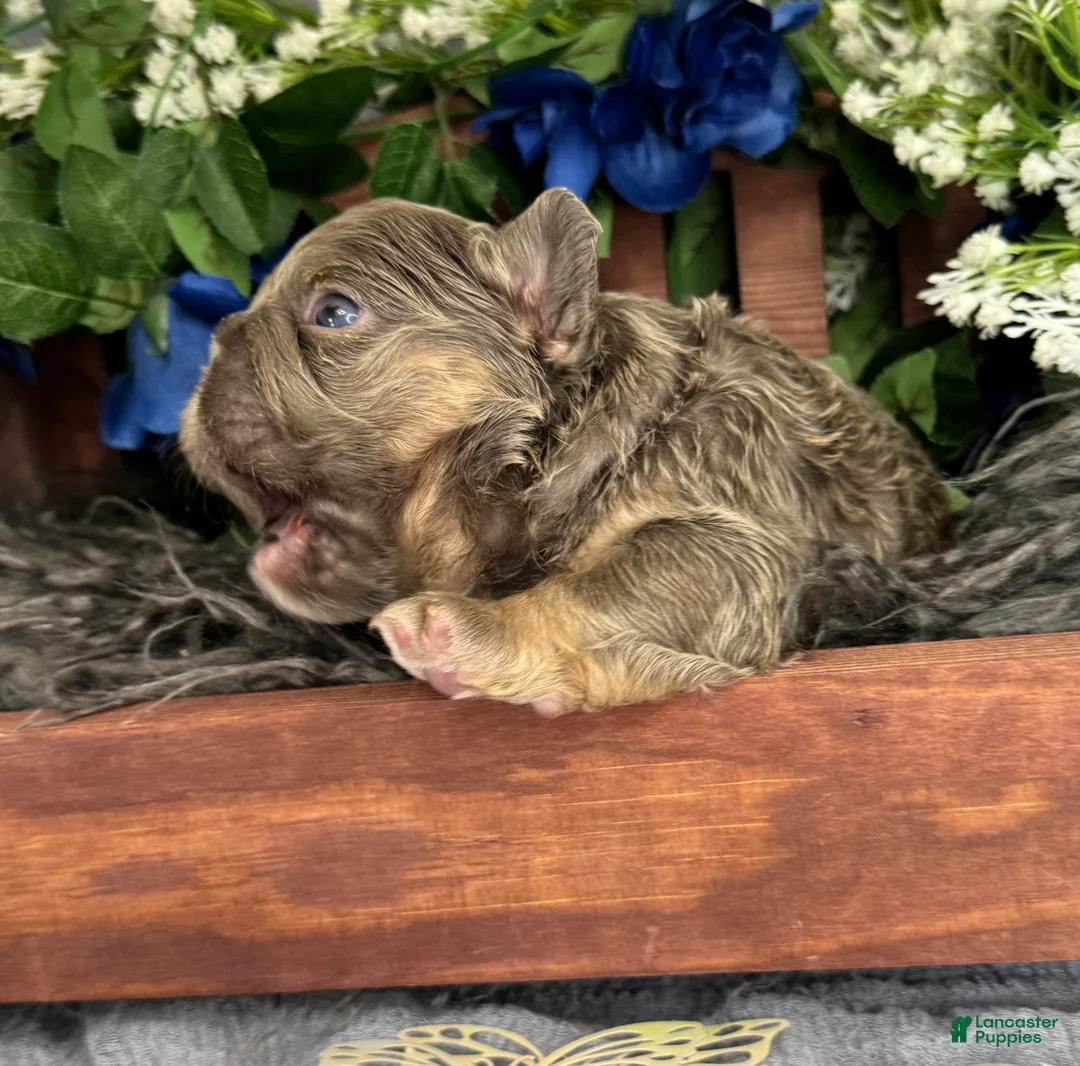 French Bulldog dogs for sale: Me. Flapjack - Ad 1