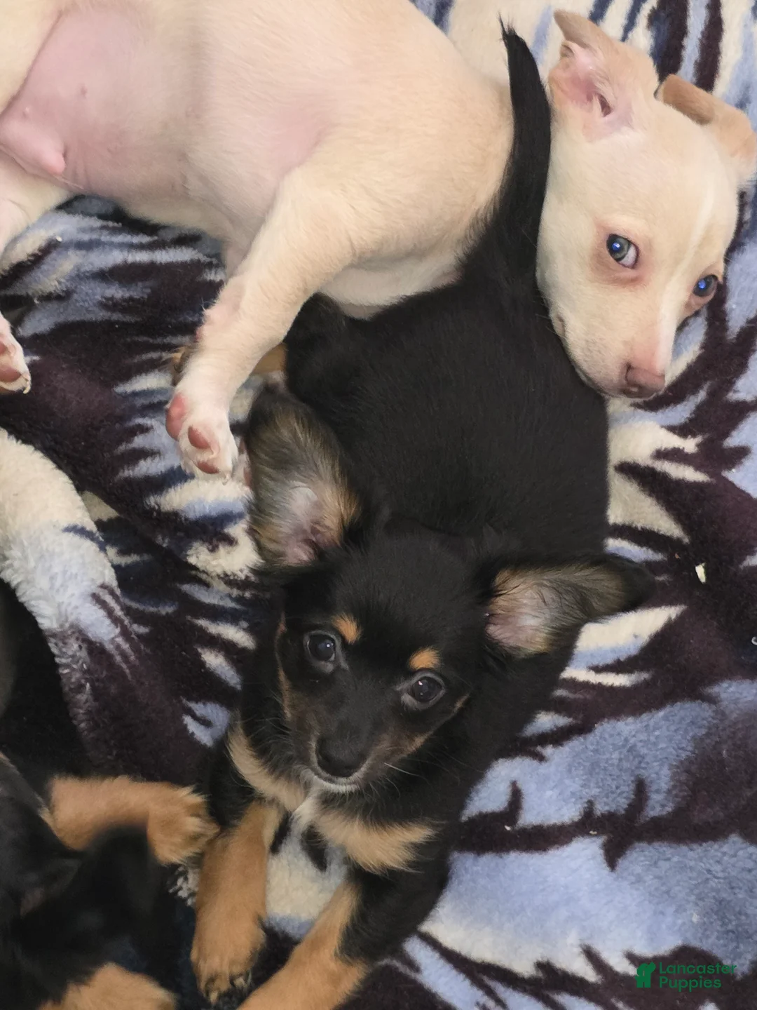 Chiweenie dogs for sale: Chiweenie Puppy 6 - Ad 2