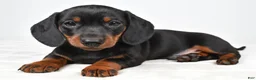 Miniature Dachshund dogs for sale: Buddy - Ad 3