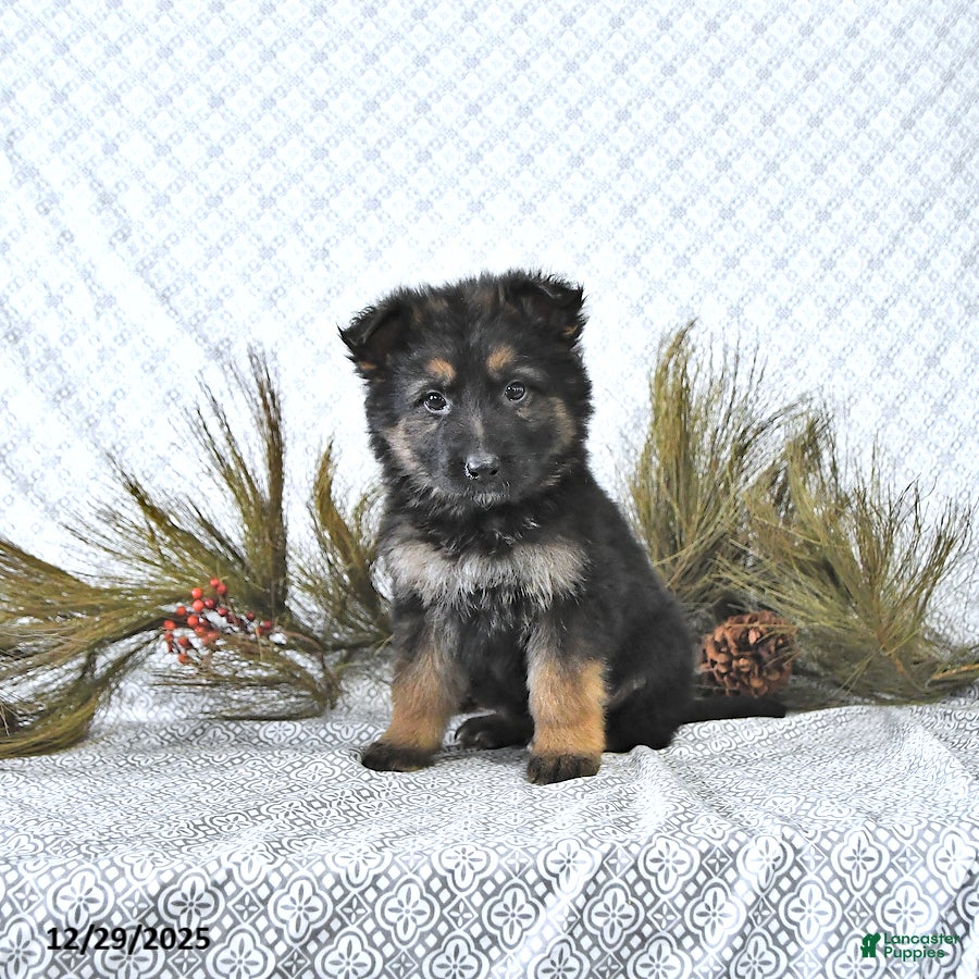 German Shepherd dogs Mia  - Ad 27