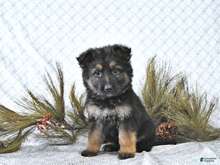 German Shepherd dogs Mia - Ad 27