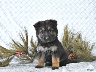 German Shepherd dogs Mia - Ad 9