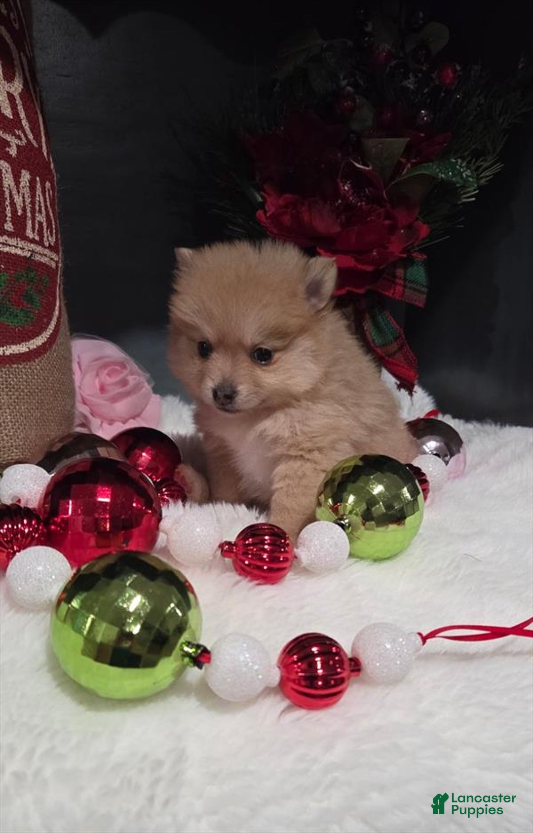 Pomeranian dogs for sale: Pomeranian Puppy 2 - Ad 1