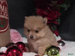 Pomeranian dogs Pomeranian Puppy 2 - Ad 32