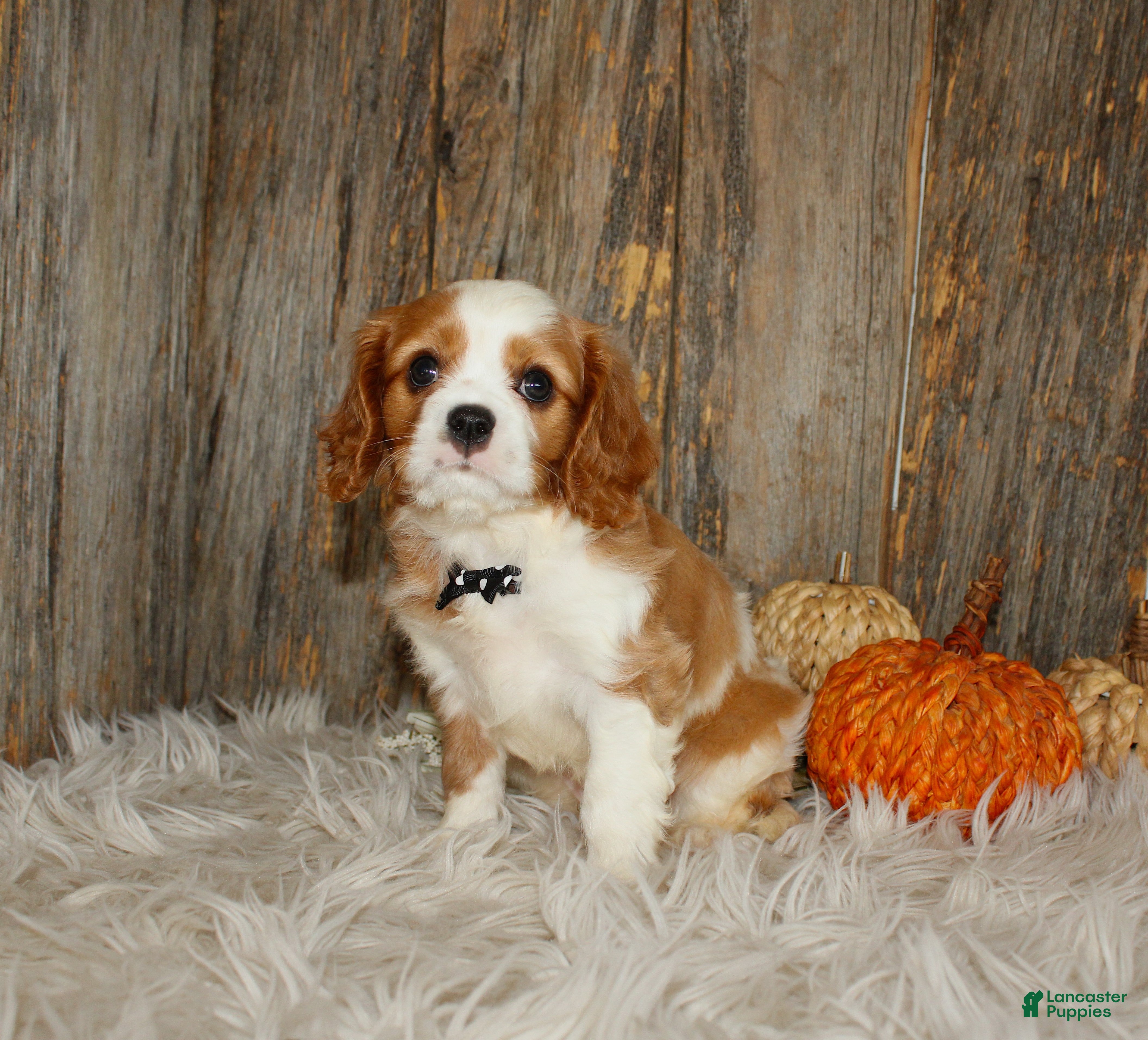 Cavalier King Charles Spaniel dogs for sale: Ryan - Ad 2