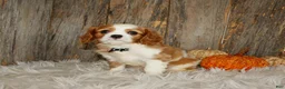 Cavalier King Charles Spaniel dogs for sale: Ryan - Ad 2