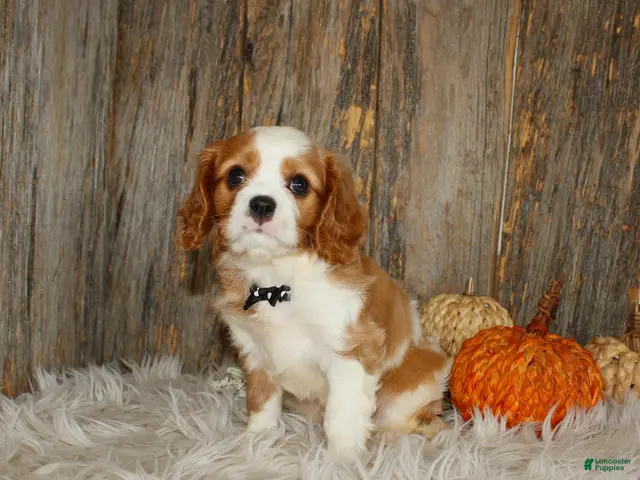 Cavalier King Charles Spaniel dogs for sale: Ryan - Ad 2