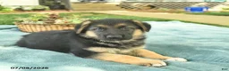 German Shepherd dogs for sale: Iris  - Ad 5