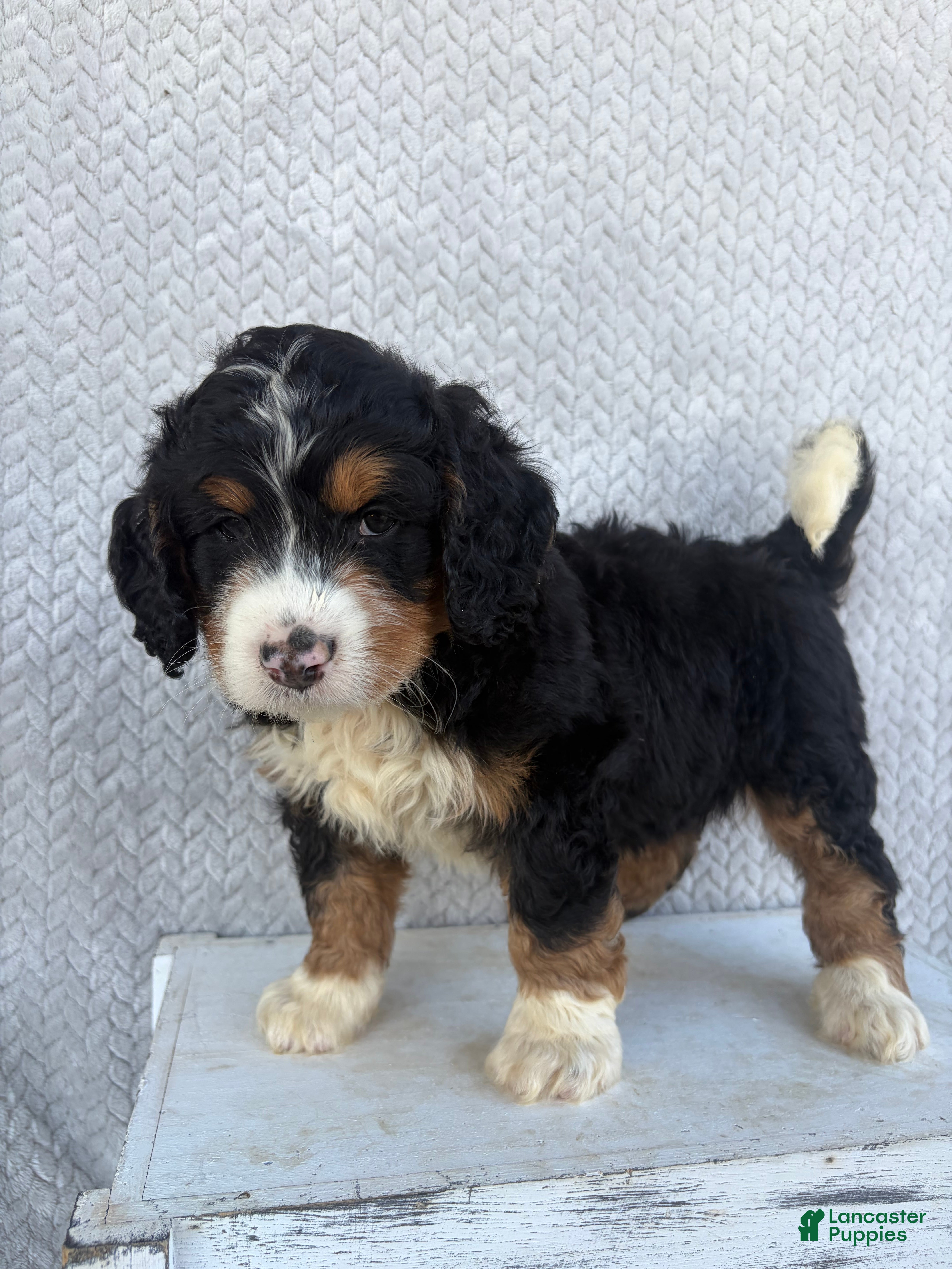 Mini Bernedoodle dogs Sawyer - Ad 2