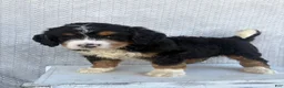 Mini Bernedoodle dogs for sale: Sawyer - Ad 2