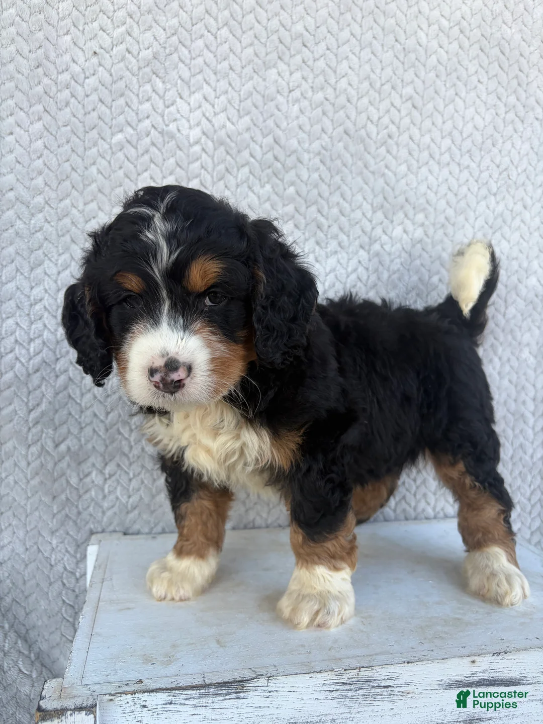 Mini Bernedoodle dogs for sale: Sawyer - Ad 2