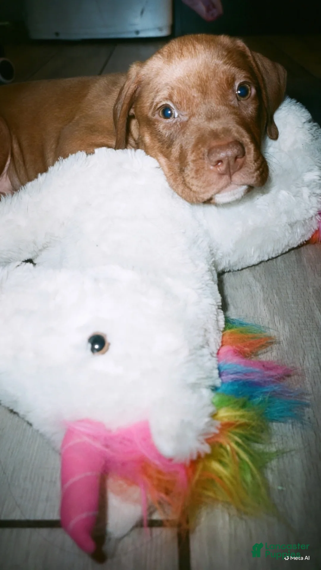 Mixed Breed dogs for sale: Mixed Breed 2 - Ad 1