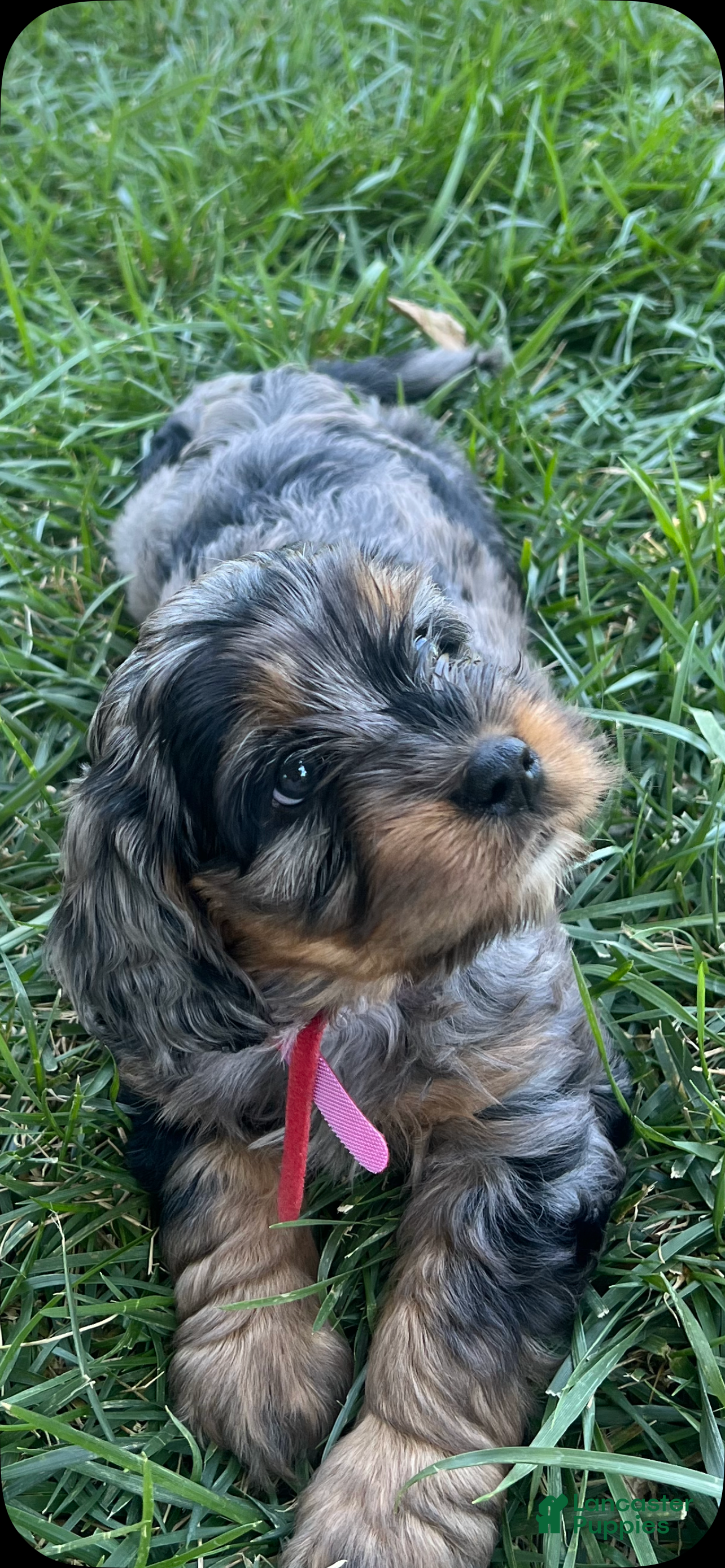 Mixed Breed dogs Red Munchkin Bernedoodle - Ad 1