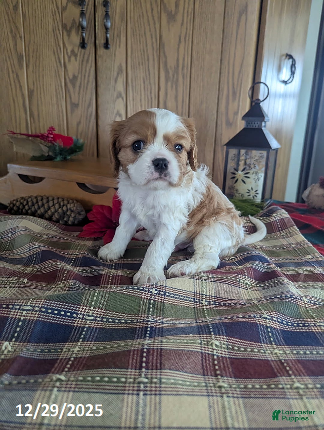 Cavalier King Charles Spaniel dogs for sale: Toby - Ad 5