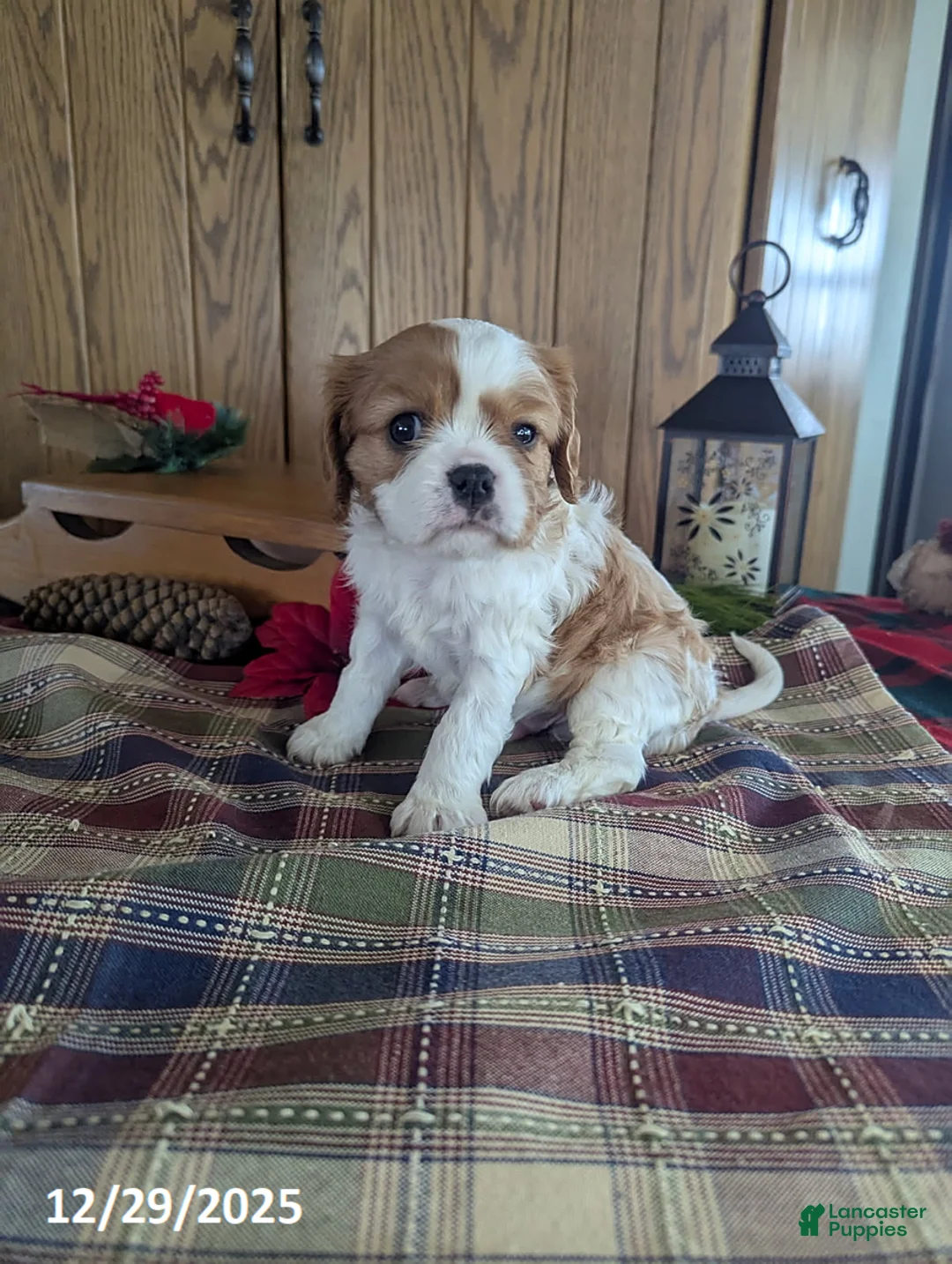 Cavalier King Charles Spaniel dogs for sale: Toby - Ad 5