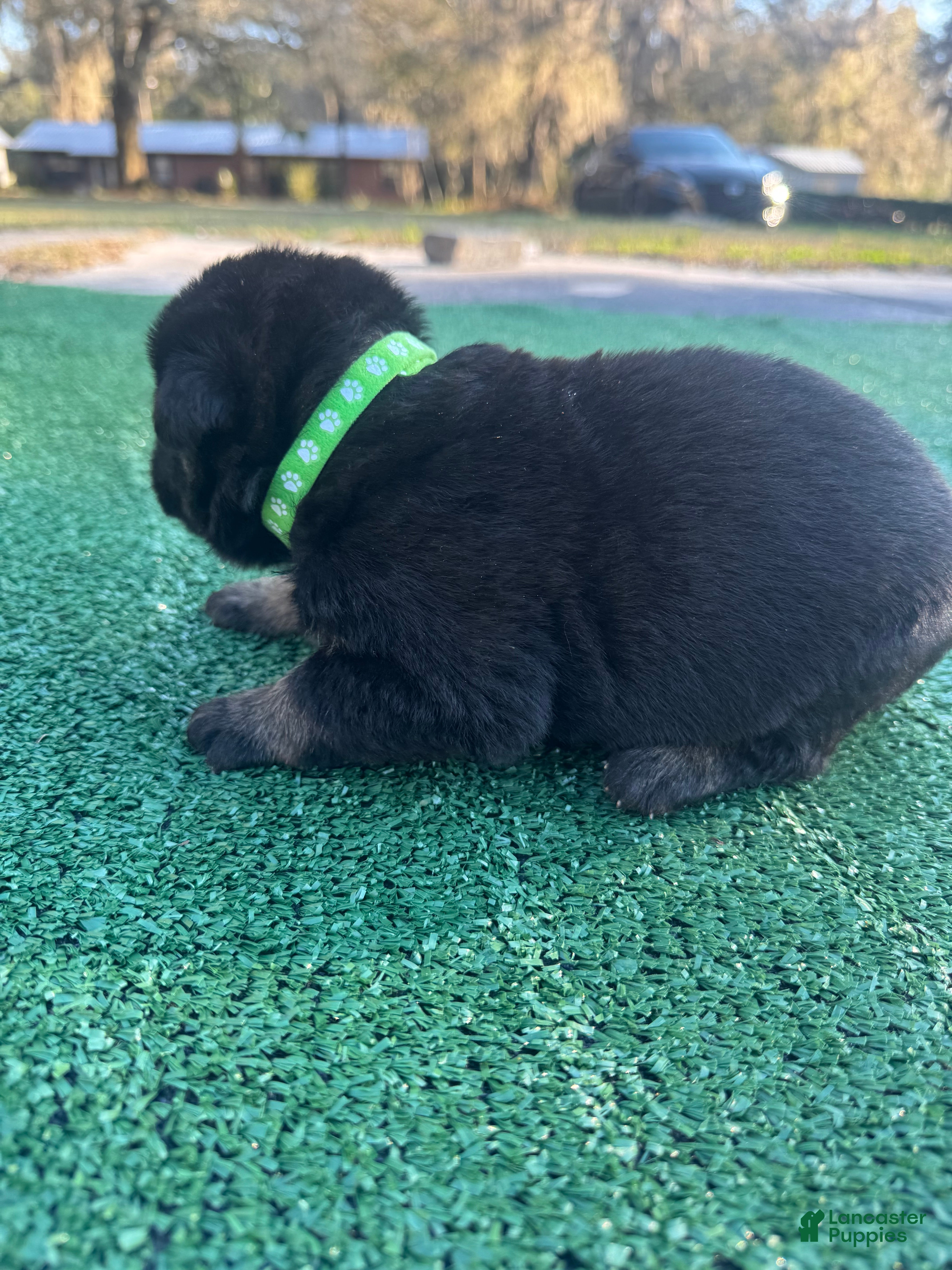 German Shepherd dogs German Shepherd lime green  - Ad 2