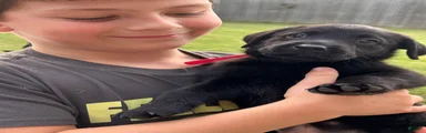 Labrador Retriever 8