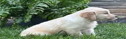 Golden Retriever dogs for sale: Daisy - Ad 6