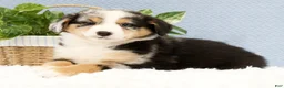 Australian Shepherd dogs for sale: Luke - Ad 8