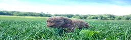 Standard Poodle dogs for sale: Tulip  - Ad 9