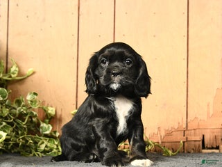 Cockalier dogs - Ad 5