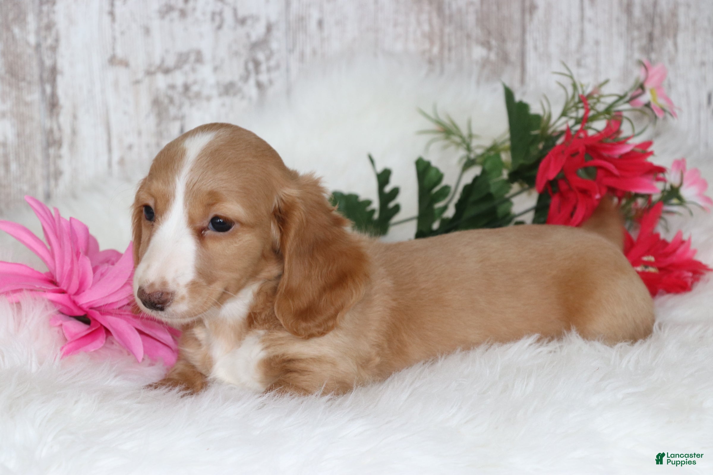 Miniature Dachshund dogs Bubbles  - Ad 2