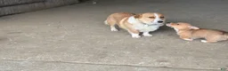Welsh Corgi Pembroke dogs for sale: Juno - Ad 18