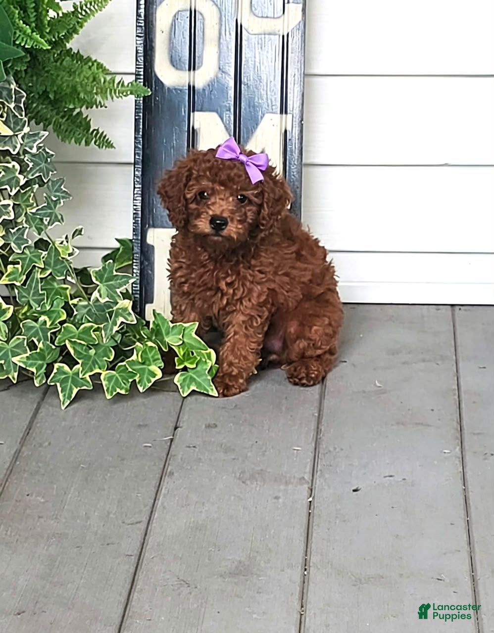 Toy Poodle dogs for sale: Maple - Potty and Crate Trained - Ad 1