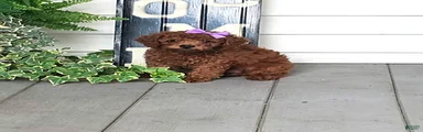 Maple - Potty and Crate Trained