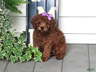 Toy Poodle dogs Maple - Potty and Crate Trained - Ad 5