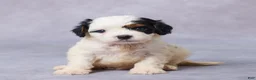 Cavapoo dogs for sale: Betsy - Ad 3