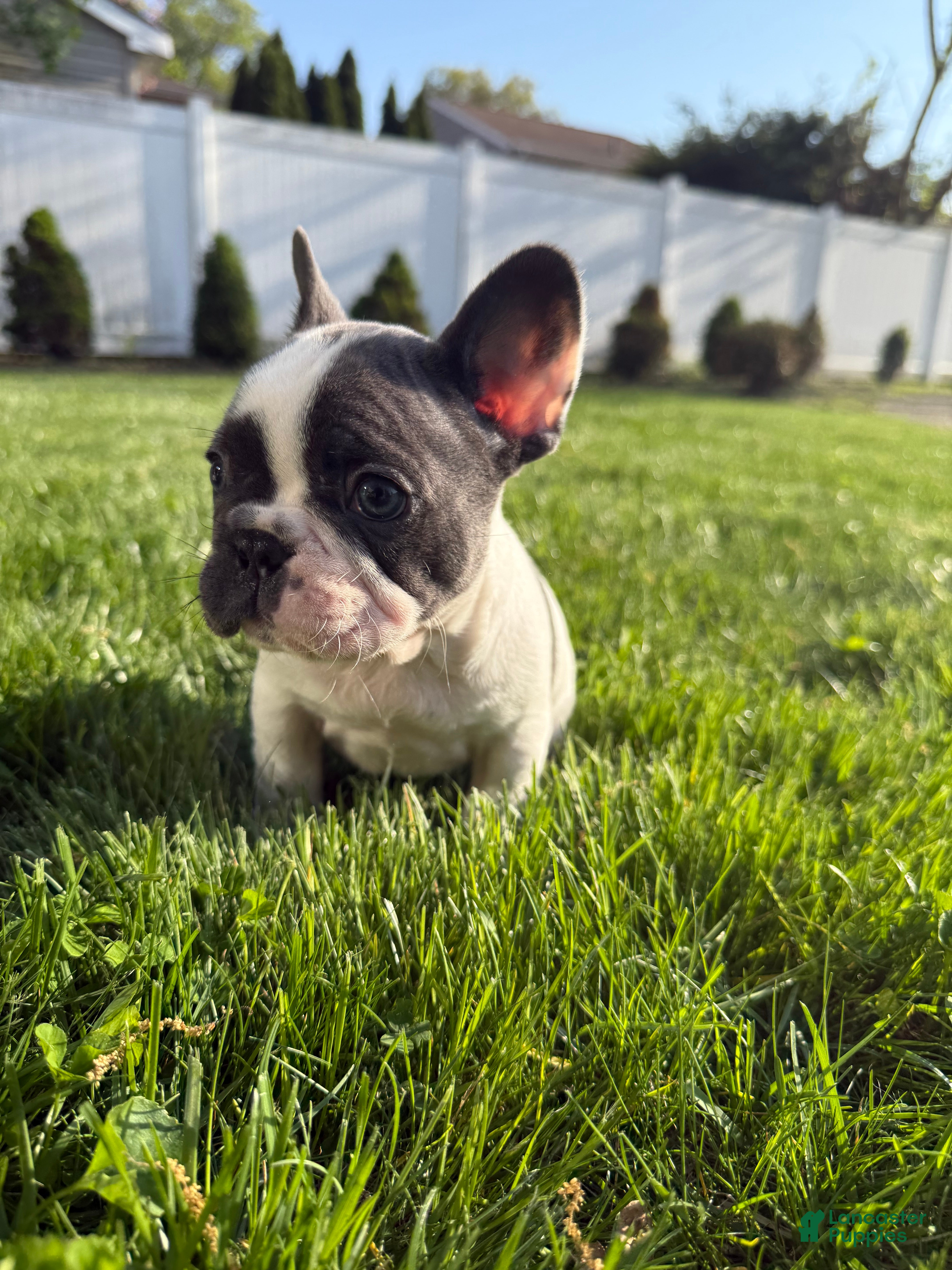 French Bulldog dogs Yang - Ad 1