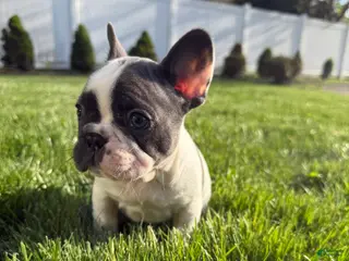 French Bulldog dogs for sale: Yang - Ad 3