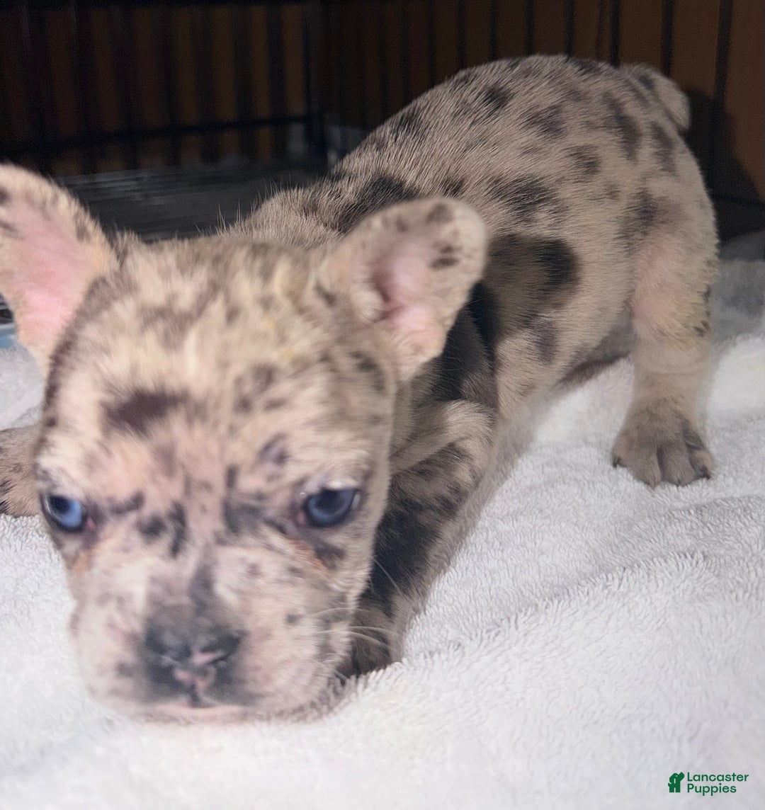 French Bulldog dogs for sale: Diesel - Ad 6