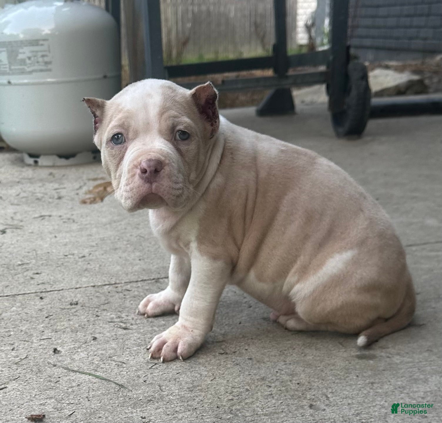 American Bully dogs Clutch  - Ad 9
