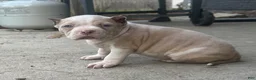 American Bully dogs for sale: Clutch  - Ad 4